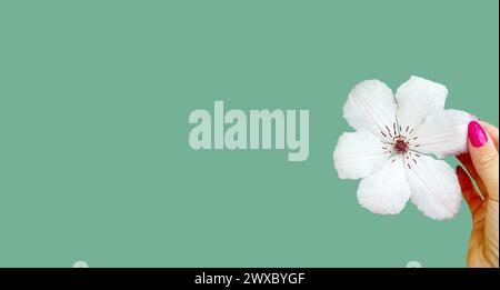 Un grande fiore bianco di clematide su sfondo monocromatico. Immagine isolata. L'anello è tenuto in mano. smalto per unghie rosa. Copia spazio Foto Stock