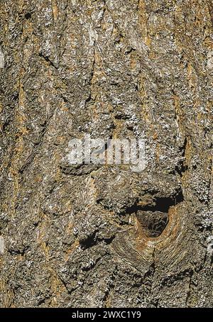 Illustrazione vettoriale della corteccia dell'albero doccia dorato Koelreuteria paniculata Illustrazione Vettoriale