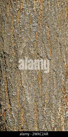 Illustrazione vettoriale della corteccia dell'albero doccia dorato Koelreuteria paniculata. Illustrazione Vettoriale