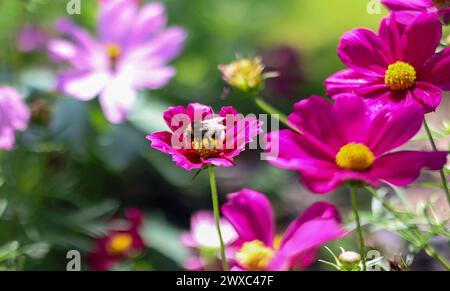 Zoom su bumblebee sui fiori Foto Stock