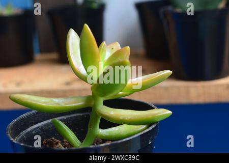 Le piante succulente hanno una forma miniaturizzata. Le foglie spesse contengono molta acqua. Questa pianta è di solito piantata in piccoli vasi per essere utilizzata come orname Foto Stock