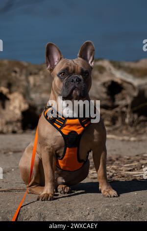 Bulldog francese sulla spiaggia Foto Stock