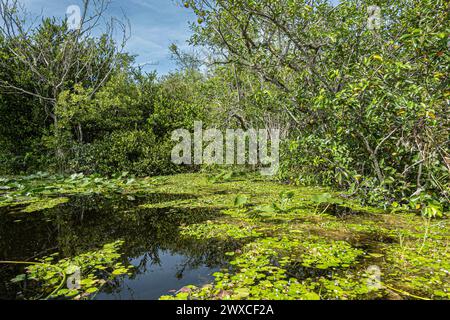 Everglades, Florida, Stati Uniti - 29 luglio 2023: Palude parzialmente ricoperte da foglie verdi e sostenute da alberi corti sotto un paesaggio blu Foto Stock