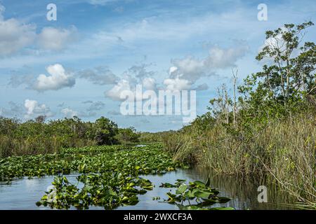 Everglades, Florida, USA - 29 luglio 2023: Fiume paludoso parzialmente coperto da vegetazione verde e coperto da alberi corti sotto un paesaggio blu Foto Stock