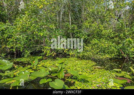 Everglades, Florida, USA - 29 luglio 2023: Primo piano, palude parzialmente ricoperta da vegetazione verde e sostenuta da alberi corti Foto Stock