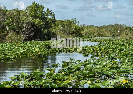 Everglades, Florida, Stati Uniti - 29 luglio 2023: Paesaggio, fiume palude parzialmente coperto da vegetazione verde e coperto da alberi corti sotto un paesaggio blu Foto Stock