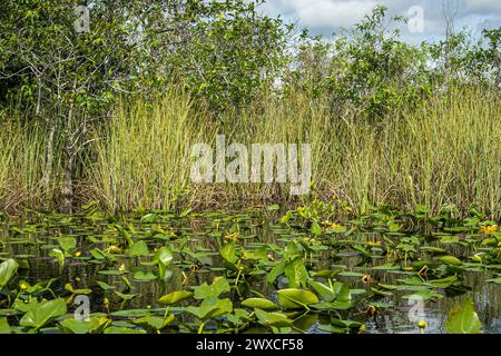 Everglades, Florida, USA - 29 luglio 2023: Ravvicinato, fiume parzialmente coperto da vegetazione verde e coperto da alberi corti Foto Stock
