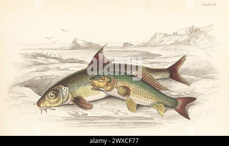 Carpa eurasiatica o carpa comune, vulnerabile, Cyprinus carpio 1 e barbel comune, barbus 2. Incisione in acciaio colorata a mano di William Lizars dopo un'illustrazione di James Stewart da The Naturalist's Library di Sir William Jardine, Ichthyology, British Fishes, W.H. Lizars, Edimburgo, 1843. Foto Stock