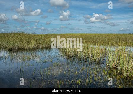 Everglades, Florida, Stati Uniti d'America - 29 luglio 2023: Palude pure ricoperte di canne sotto il paesaggio blu, riflesso in acque scure Foto Stock