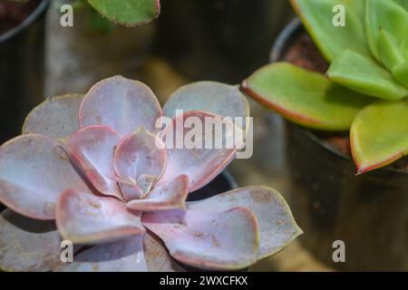 Le piante succulente hanno una forma miniaturizzata. Le foglie spesse contengono molta acqua. Questa pianta è di solito piantata in piccoli vasi per essere utilizzata come orname Foto Stock