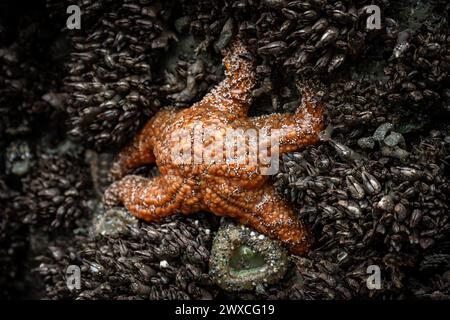 Orange Sea Star si aggrappa alla Mussel Covered Rock sulla costa del Redwood National Park Foto Stock