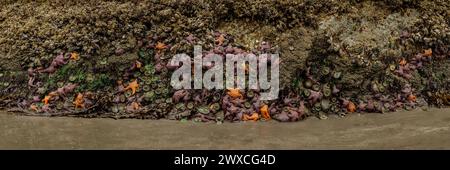 Panorama delle stelle del Mare di Ochre aggrappato alla base di Una pila di Mare su Meyers Beach sulla costa dell'Oregon Foto Stock