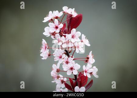 Prunus cistena fioritura di un ciliegio di sabbia a foglia viola con fiori rosa-bianchi e foglie rosse all'inizio della primavera in un parco di colonia 2024 Foto Stock