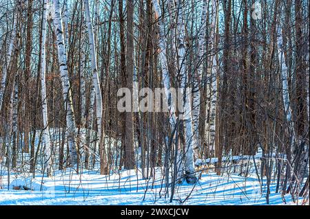 Il pavimento della foresta è coperto da neve appena caduta mentre i tronchi degli alberi sono alti. Foto Stock