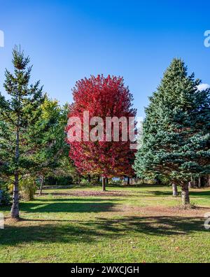 L'autunno porta la meraviglia dei colori che cambiano, mentre gli alberi d'acero si mostrano in tutto il loro splendore. Foto Stock