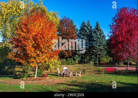 L'autunno porta la meraviglia dei colori che cambiano, mentre gli alberi d'acero si mostrano in tutto il loro splendore. Foto Stock