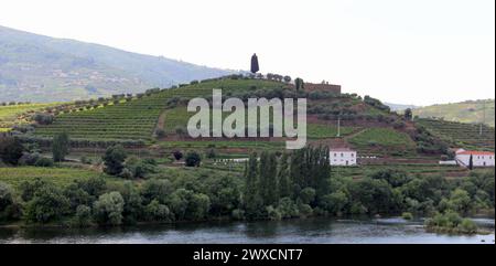 Sagoma di Sandeman su una collina sopra i vigneti, vista sul fiume Douro, peso da Regua, Portogallo Foto Stock