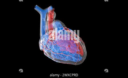 Illustrazione dell'afflusso di sangue nel cuore umano e delle strutture interne. L'atrio sinistro, il ventricolo sinistro e le arterie coronarie sono visualizzati in rosso, mentre l'atrio destro, il ventricolo destro e le vene cardiache sono visualizzati in blu. Foto Stock