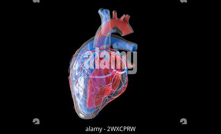Illustrazione dell'afflusso di sangue nel cuore umano e delle strutture interne. L'atrio sinistro, il ventricolo sinistro e le arterie coronarie sono visualizzati in rosso, mentre l'atrio destro, il ventricolo destro e le vene cardiache sono visualizzati in blu. Foto Stock