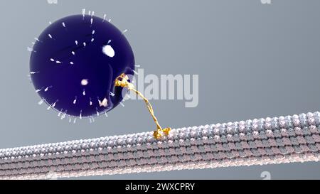 Illustrazione di una cinesina (gialla) che cammina lungo un microtubulo (bianco e grigio) mentre trasporta una vescicola (viola) come carico. Le chinesine sono un tipo di proteina motoria presente nelle cellule eucariotiche. Foto Stock