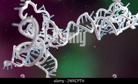 Illustrazione di un obelisco a RNA (acido ribonucleico). Gli obelischi RNA sono frammenti di RNA simili a viroidi che sono stati trovati replicando nei batteri nella bocca umana e nell'intestino. Sono formati da RNA circolare a trefolo singolo e hanno una struttura secondaria simile a un'asta. Codificano per proteine di funzione sconosciuta. Foto Stock