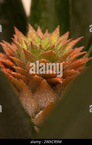 Primo piano di un ananas (Ananas sp.) impianto. La forma del frutto e della pianta è collegata alla sequenza di Fibonacci con cinque spirali orizzontali e otto verticali. Foto Stock