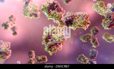 Illustrazione degli anticorpi, basata sulla struttura 3D dell'immunoglobulina G1 umana (IGG1). Foto Stock