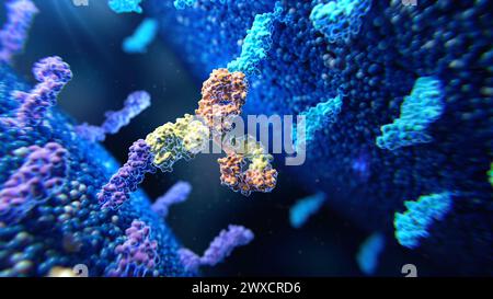 Illustrazione di un anticorpo bispecifico (giallo e arancione) che si lega a due diverse proteine della membrana (viola e blu). Foto Stock