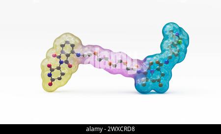Illustrazione della struttura di una molecola di degradazione proteica mirata, come una chimera mirata alla proteolisi (PROTAC). I depuratori proteici mirati sono piccole molecole costituite da due ligandi (giallo e ciano) Uniti da un linker (viola). Un ligando recluta una proteina di interesse, mentre l'altro recluta una molecola proteica di ligasi, che porta all'ubiquitilazione e alla successiva degradazione della proteina di interesse. Foto Stock