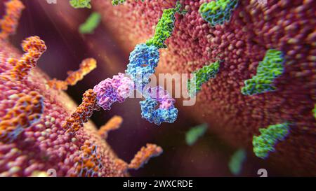 Immagine di un anticorpo bispecifico (blu e viola) che si lega a due diverse proteine della membrana (verde e arancione). Foto Stock