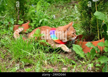 Gatto domestico che indossa uccello avvertimento gatto colletto copre intorno al collo Foto Stock