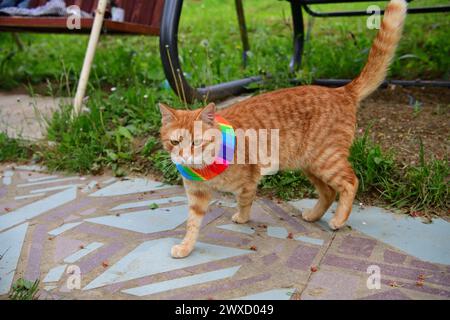 Gatto domestico che indossa uccello avvertimento gatto colletto copre intorno al collo Foto Stock