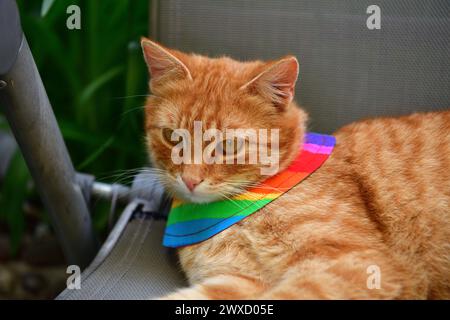 Gatto domestico che indossa uccello avvertimento gatto colletto copre intorno al collo Foto Stock