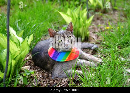 Gatto domestico che indossa uccello avvertimento gatto colletto copre intorno al collo Foto Stock