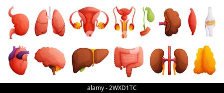 Serie di illustrazioni degli organi umani. Cuore, fegato, reni, milza, osso, cervello, intestini, muscolo, cistifellea, riproduttivo femminile e maschile Illustrazione Vettoriale