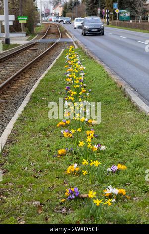 Blühstreifen zwischen Straßenbahngleisen und Straße mit gelben und violetten Krokussen crocus und Narzissen Narcissus, Radebeul, Sachsen, Deutschland Foto Stock