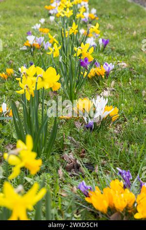 Blühstreifen am Straßenrand mit gelben, Weißen und violetten Krokussen crocus und Narzissen Narcissus, Radebeul, Sachsen, Deutschland *** Roadside flo Foto Stock