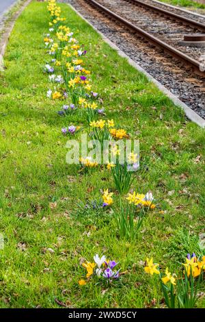 Blühstreifen zwischen Straßenbahngleisen und Straße mit gelben und violetten Krokussen crocus und Narzissen Narcissus, Radebeul, Sachsen, Deutschland Foto Stock