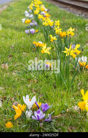 Blühstreifen zwischen Straßenbahngleisen und Straße mit gelben und violetten Krokussen crocus und Narzissen Narcissus, Radebeul, Sachsen, Deutschland Foto Stock