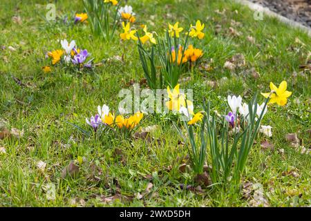 Blühstreifen am Straßenrand mit gelben, Weißen und violetten Krokussen crocus und Narzissen Narcissus, Radebeul, Sachsen, Deutschland *** Roadside flo Foto Stock