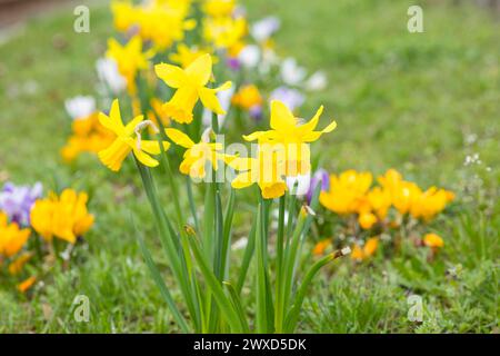 Blühstreifen am Straßenrand mit gelben, Weißen und violetten Krokussen crocus und Narzissen Narcissus, Radebeul, Sachsen, Deutschland *** Roadside flo Foto Stock