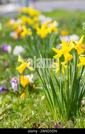 Blühstreifen am Straßenrand mit gelben, Weißen und violetten Krokussen crocus und Narzissen Narcissus, Radebeul, Sachsen, Deutschland *** Roadside flo Foto Stock