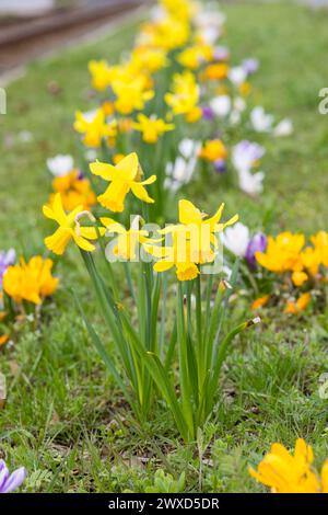 Blühstreifen zwischen Straßenbahngleisen und Straße mit gelben und violetten Krokussen crocus und Narzissen Narcissus, Radebeul, Sachsen, Deutschland Foto Stock