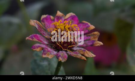 Fiori di zinnia viola quasi asciutti con sfondo sfocato Foto Stock