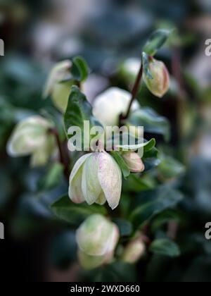 Primo piano di fiori parzialmente aperti di Helleborus niger 'Christmas Carol' in un giardino d'inverno Foto Stock