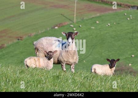 Dunsford, Devon, Regno Unito. 30 marzo 2024. Agnelli pasquali appena nati super carini a Dunsford, Devon, Regno Unito. Crediti: Nidpor/Alamy Live News Foto Stock