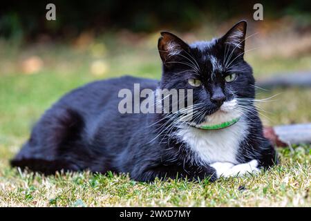 Un primo piano di un gatto smoking bianco e nero steso su un prato in estate Foto Stock