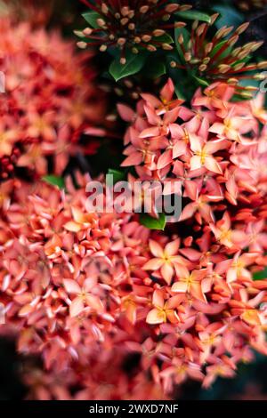 Le Rubiaceae rosse sono un bel fiore. Può essere piantato nel cortile e anche per abbellire la home page ed è facile da manutenere e prendersi cura di esso. Foto Stock