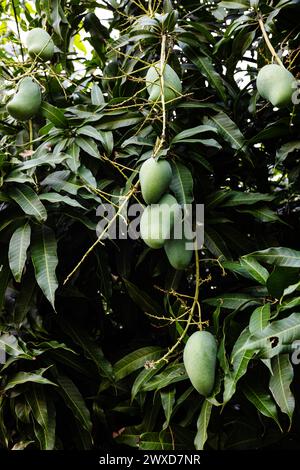 Primo piano dell'albero con frutta di mango verde nel giardino. Un mucchio di mango con sfondo sfocato. Foto Stock