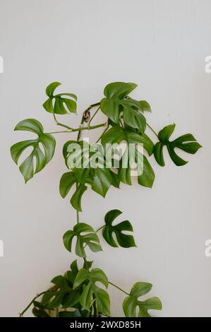 Una pianta di monstera in arrampicata contro una parete bianca Foto Stock